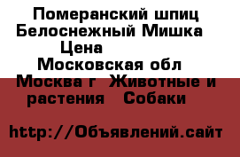 Померанский шпиц-Белоснежный Мишка › Цена ­ 40 000 - Московская обл., Москва г. Животные и растения » Собаки   